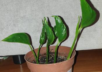 Epipremnum Godzilla, roślina rosnąca