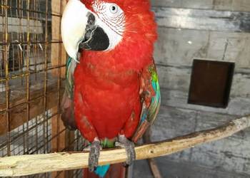 Ara Chloropter samica