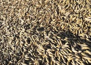 Sprzedam owies jary Reflex C1 - cena za 100 kg.