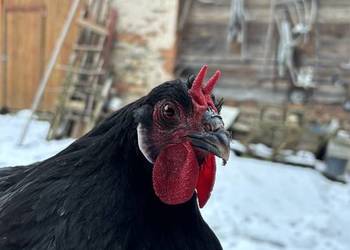 Jaja wylęgowe, duże La flèche, biały diabeł