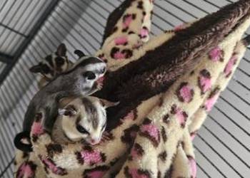 Lotopalanka karlowata white standard maluszki