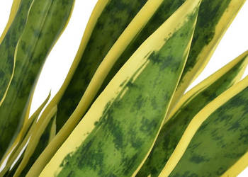 Sztuczna sansewieria z doniczką 65 cm zielona WM-244428