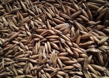 Owies pasza opał pellet ekogroszek transport