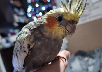 Nimfa ręcznie karmiona