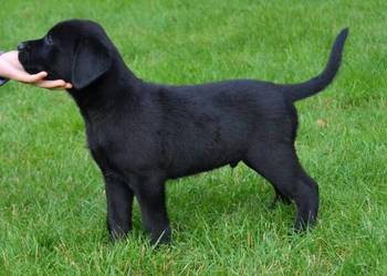 Szczeniaki Labrador Retriever czarne i biszkoptowe. Badania Genetyczne!