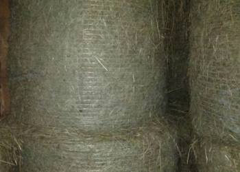 Siano w belach 100 zł/ bele