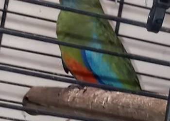 Łąkówki wspaniałe