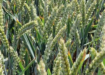 Pszenica jara Jutrzenka