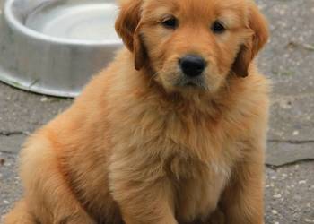 Chłopczyk linii Amerykański Golden Retriever