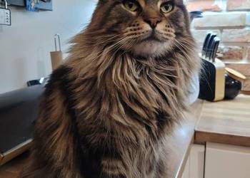 Kotek main coon z rodowodem