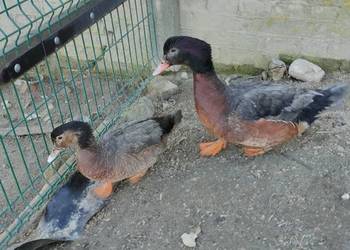 Sprzedam laczki z 25 roku