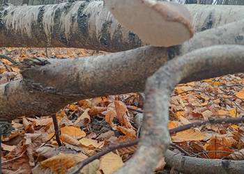 Białoporek brzozowy,pniarek brzozowy suszony-odporność