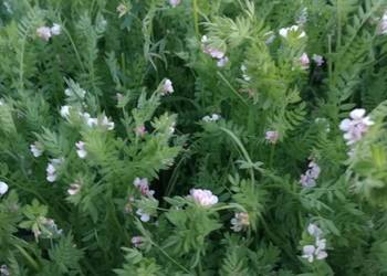 Seradela ekologiczna z certyfikatem Ekogwarancja Seradela ekologiczna z certyfikatem Ekogwarancja