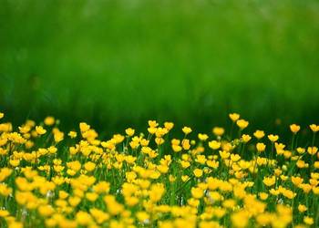 Inwentaryzacja przyrodnicza, raport środowiskowy, cennik