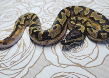Wąż pyton królewski, python regius samiec