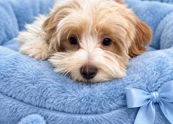 Odchowany Lucky Maltipoo Maltańczyk Pudel Toy METRYKA WYPRAWKA PASZPORT