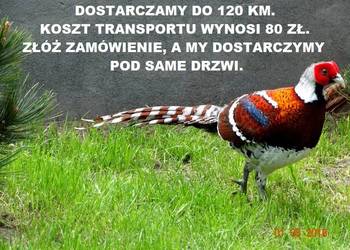 Sprzedam Bażanty Kasztanowe Elioty (Bażant) z 2025 - Samce i Samice