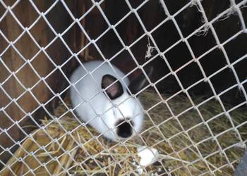 Króliki kalifornijskie samiczki