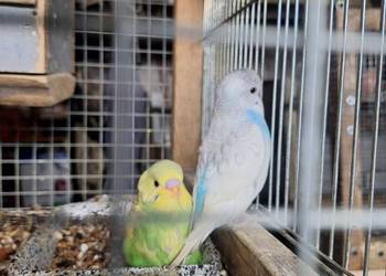 Papużki faliste z lutego tego roku