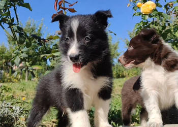 Wspaniały Pies FABIO - BORDER COLLIE z pełną dok. super rodzice - przebadan