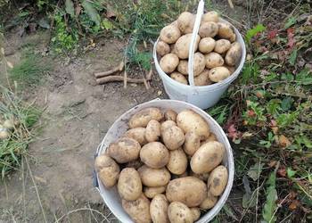 Ziemniaki jadalne żółte Jurek Ignac