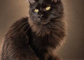 Sultan kocurek Maine Coon Black Solid