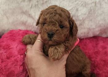 Pudel Toy/Miniatura pakiet badań genetycznych PASZPORT!