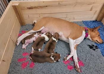 Basenji szczenię