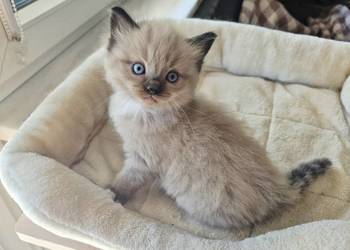 Kocięta Ragdoll mink czyli Cherubim