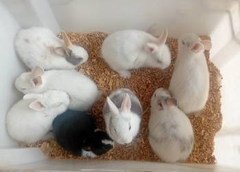 Mini króliczki karzełki i inne