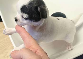 Biała  Zjawiskowa Dziewczynka Chihuahua
