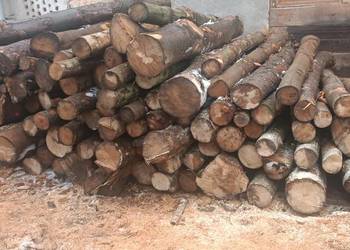 Sprzedam drewno jawor