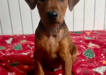 Pinczer średni niemiecki Fédération Cynologique Internationale FCI ZKwP