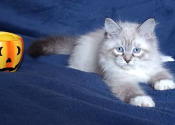 Koty Syberyjskie Neva Masquerade - LORD ZKolakowegoDomu*PL Koty Syberyjskie Neva Masquerade - LORD ZKolakowegoDomu*PL