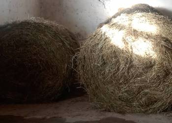 Siano sprzedam 120x120