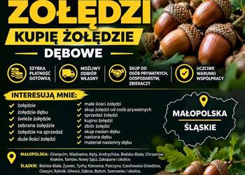 SKUP ŻOŁĘDZI Kupię żołędzie Gotówka Dojazd do klienta