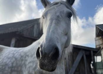 Klacz rasy zimnokrwistej