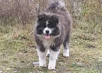 Szczenięta Japońska Akita Inu