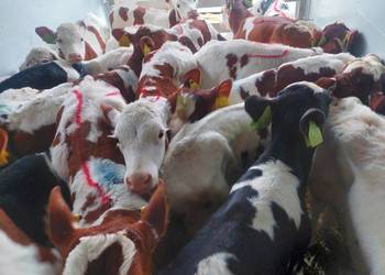 Do sprzedania cielęta