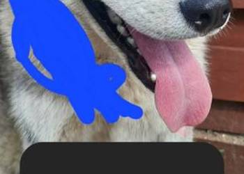 Suczka Syberian husky