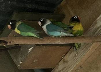 Nierozłączki czarnogłówki (czarnogłowe)