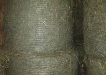 Siano w belach 120cm z 1-go pokosu. Rolka, balot.