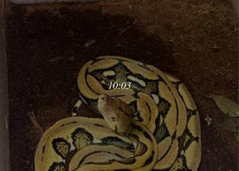 Pyton Siatkowy Samiec 3letni