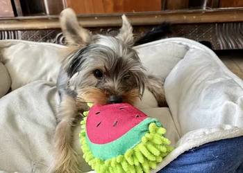 yorkshire terrier - piesek 9msc