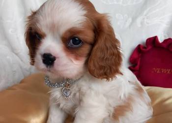 Cavalier King Charles Spaniel