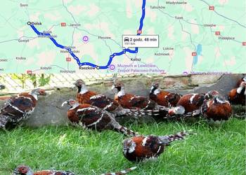 Sprzedam Bażanty Kasztanowe Elioty (Bażant) z 2025 - Samce i Samice