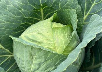 White cabbage and cabbage rolls price from 1.50gr