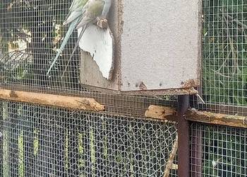 Aleksandretty obrożne para dorosla