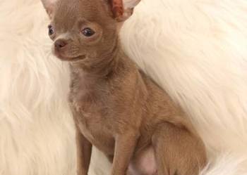 Malutka Chihuahua **miniaturka**xxxs**