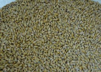 Jęczmień jary czyszczony zbiór 2025 Jęczmień jary czyszczony zbiór 2025